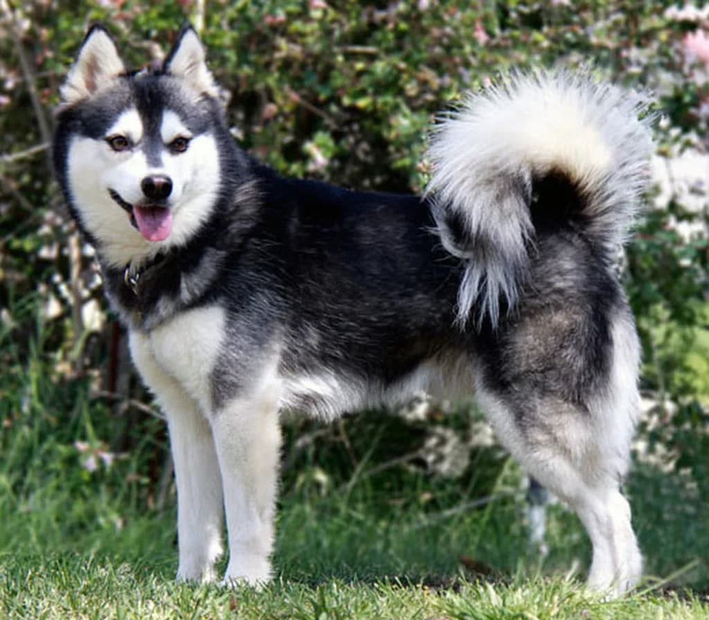 Alaska Klee Kai