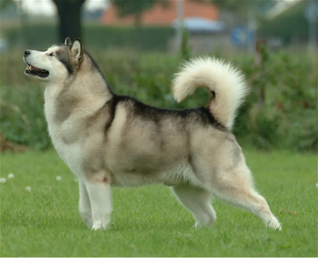 Alaska Malamutu