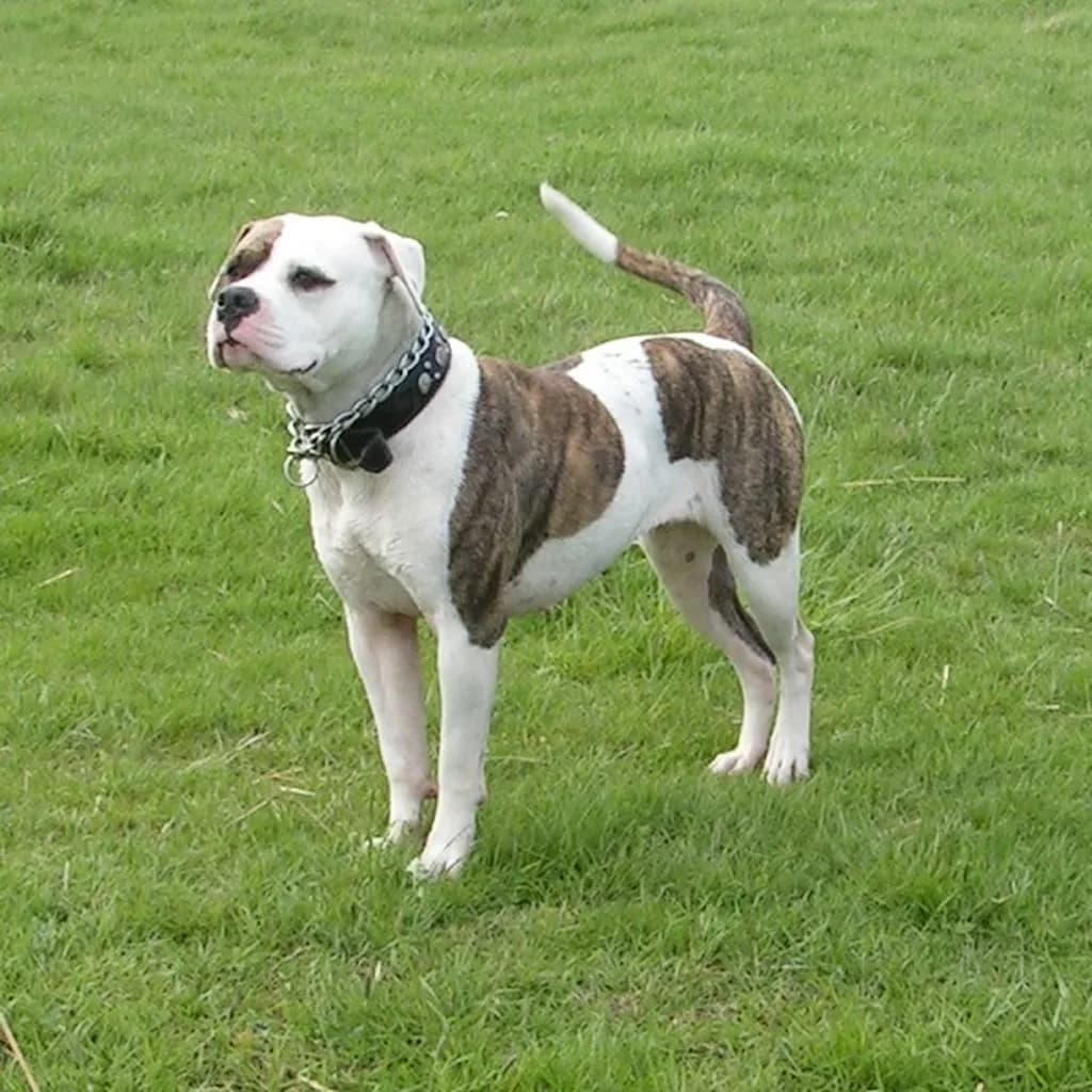 Amerikan Bulldog
