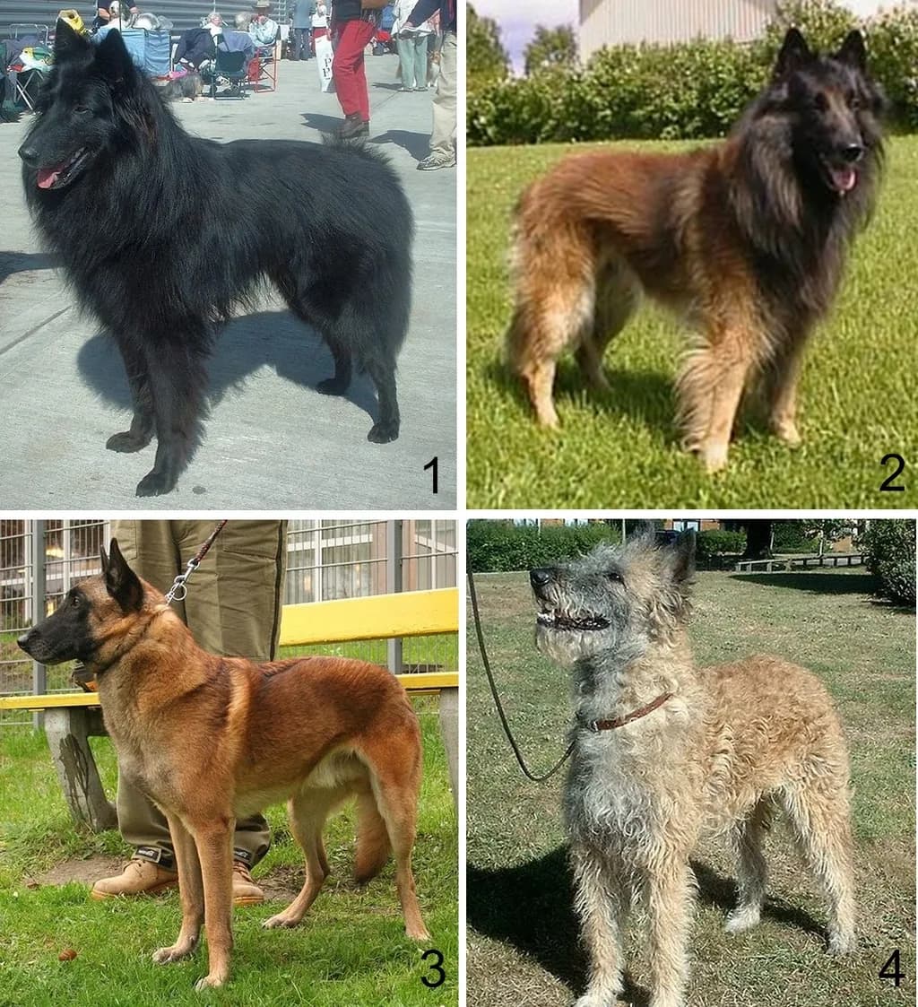 Belçika Malinois