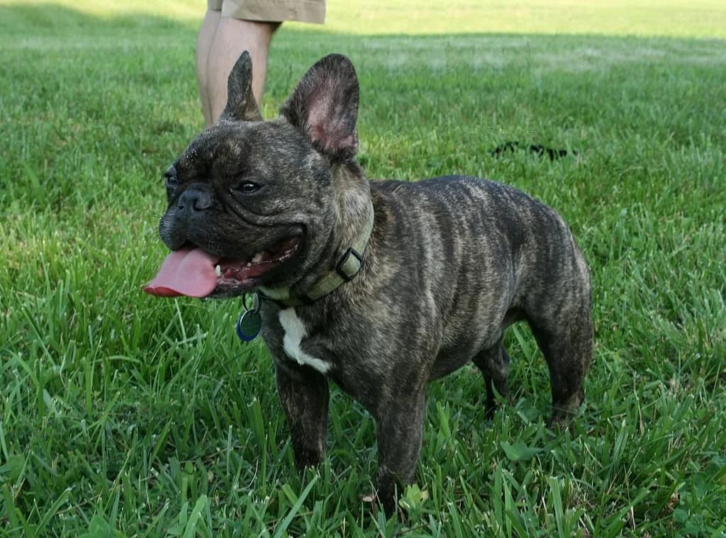 Fransız Bulldog