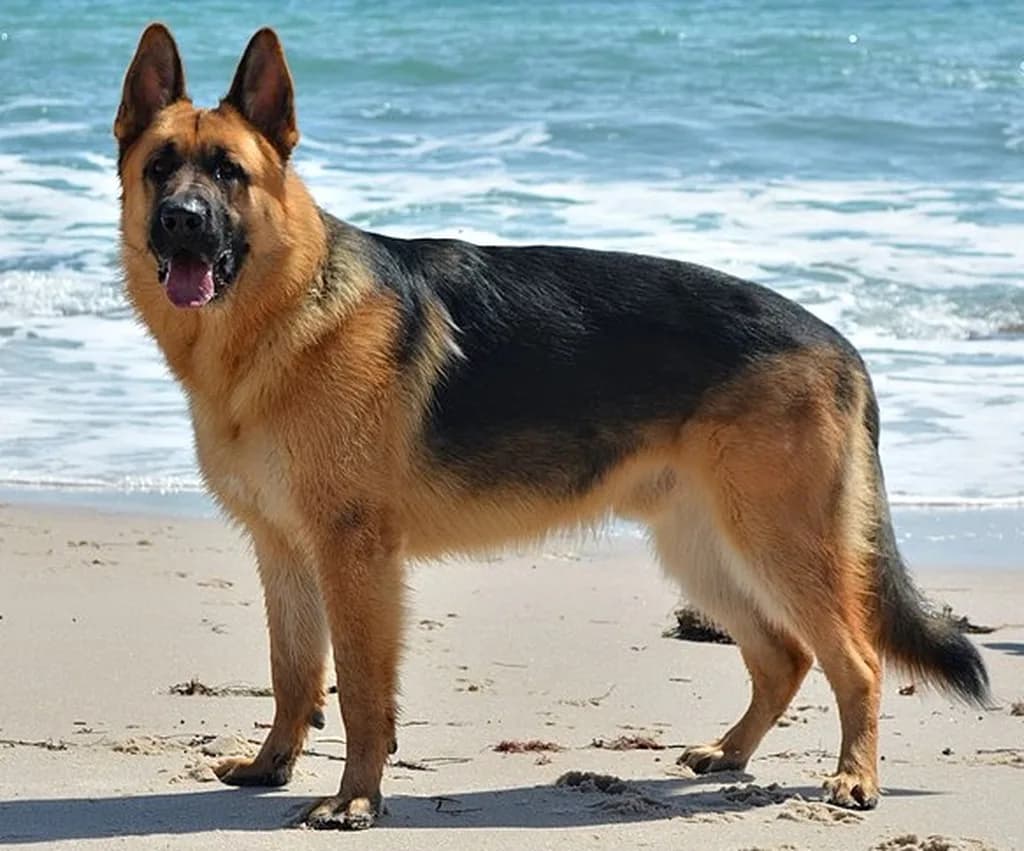 Alman Çoban Köpeği