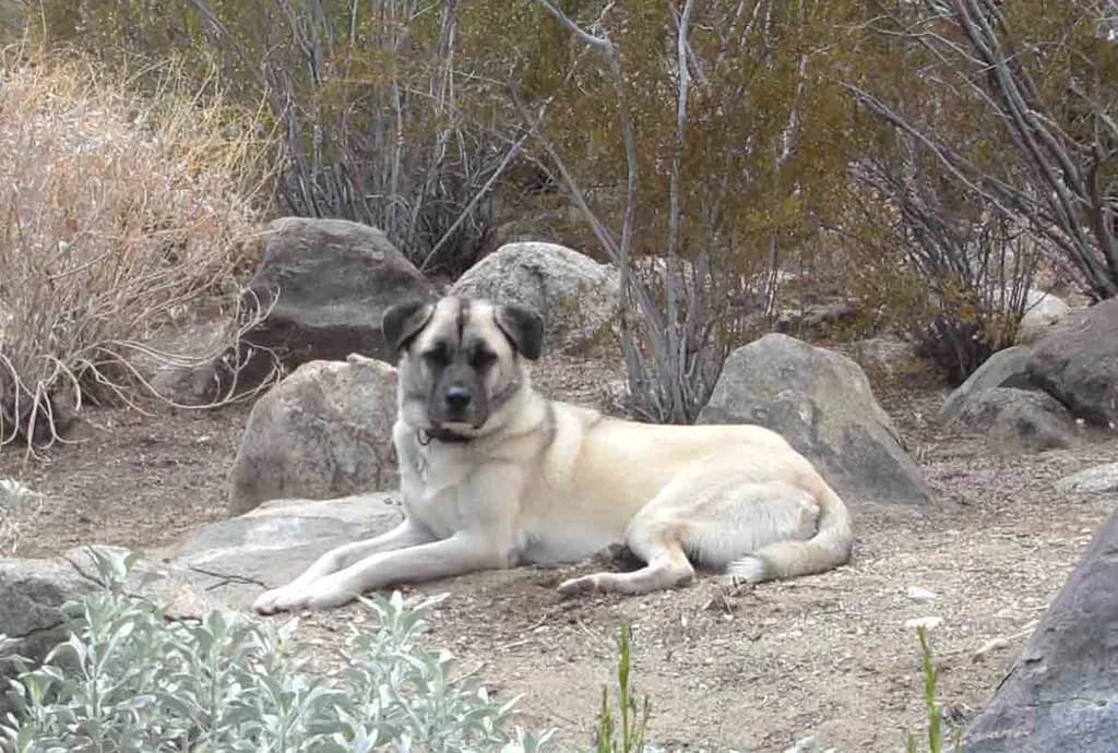 Kars Çoban Köpeği