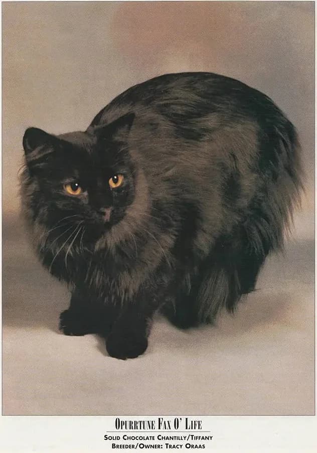 Chantilly-Tiffany