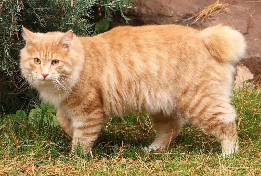 Karelya Bobtail