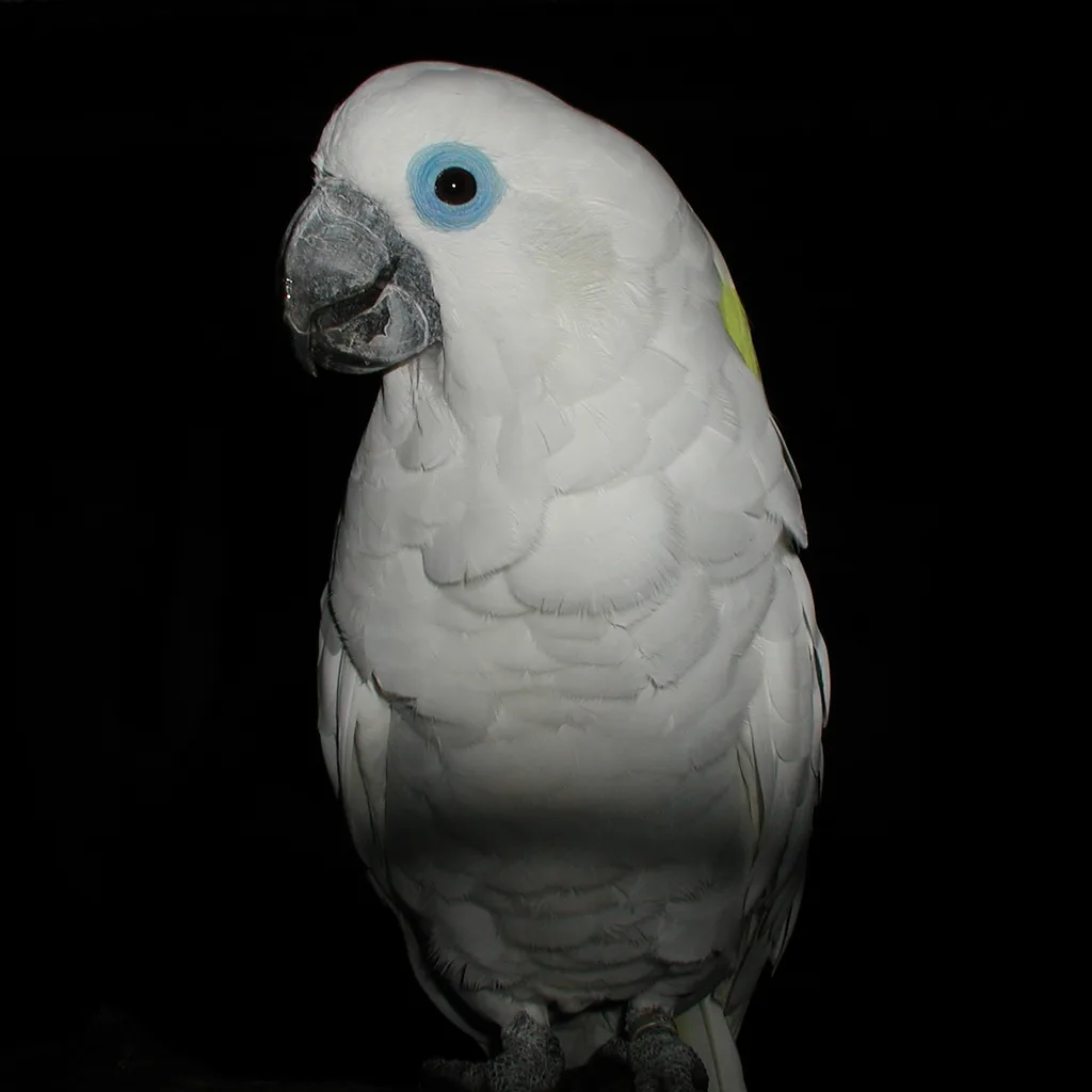 Mavi Gözlü Kakadu