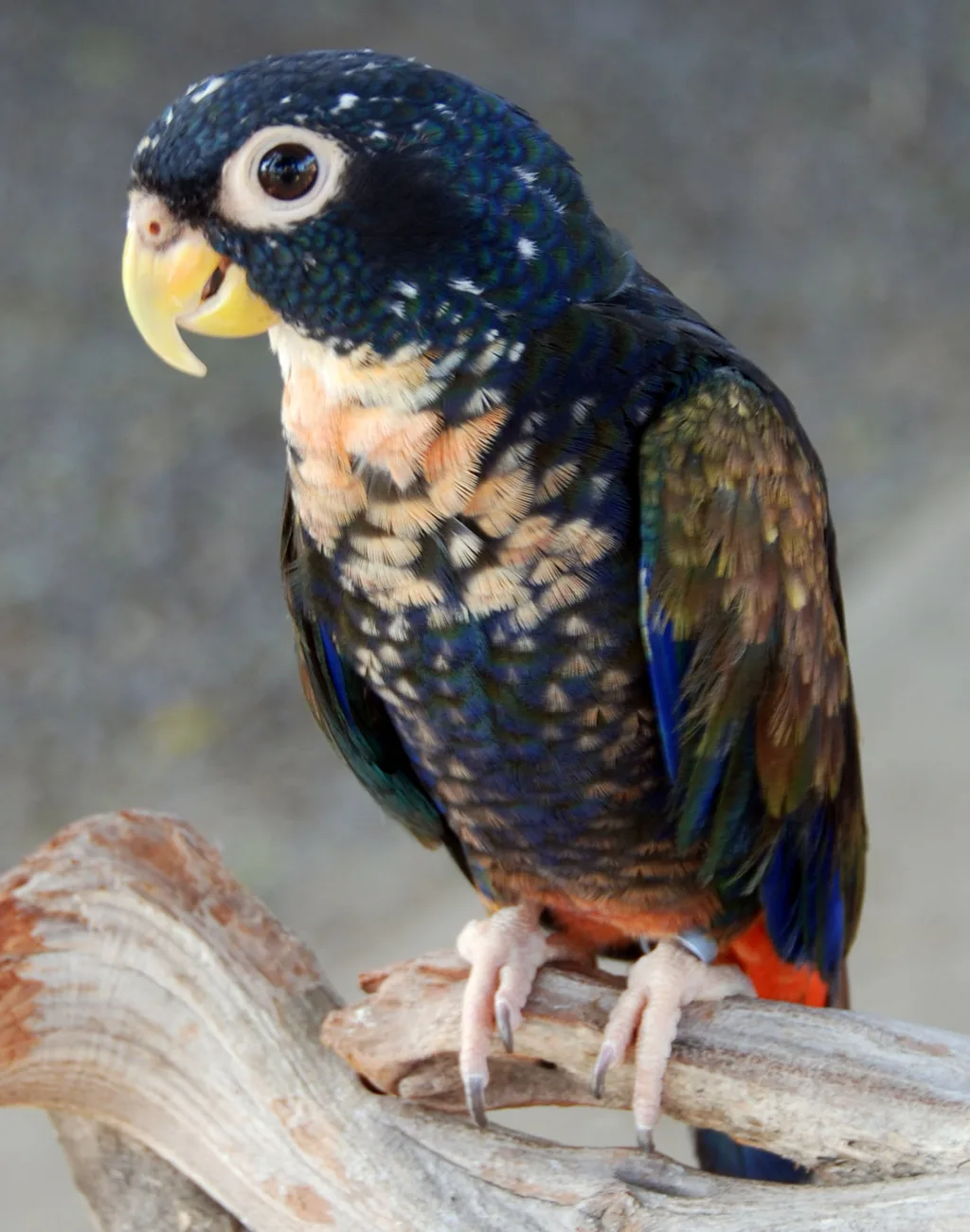 Bronz Kanatlı Pionus
