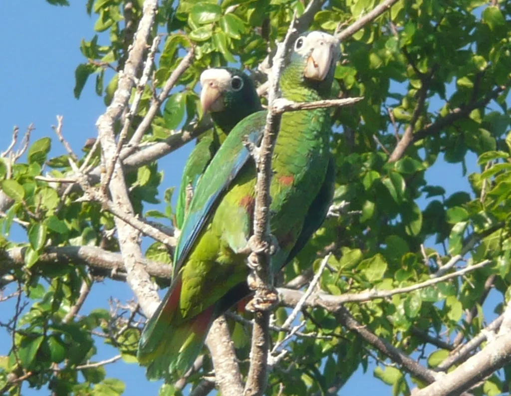 Hispaniola Amazonu