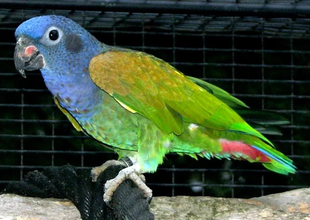 Mavi Başlı Pionus
