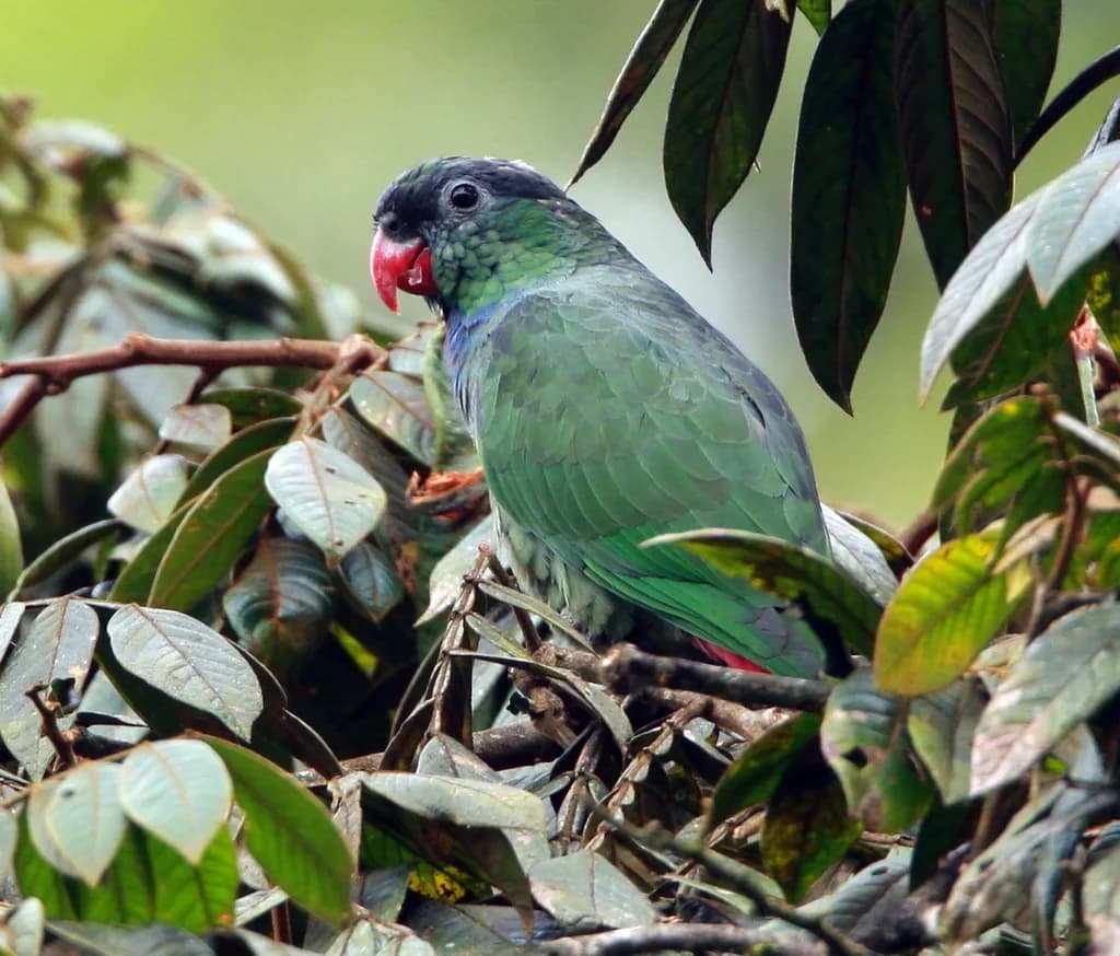 Kırmızı Gagalı Pionus
