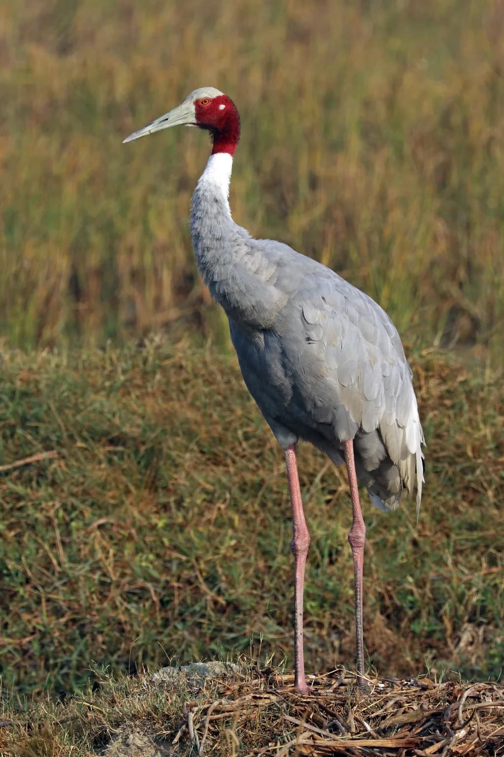Sarus Turnası