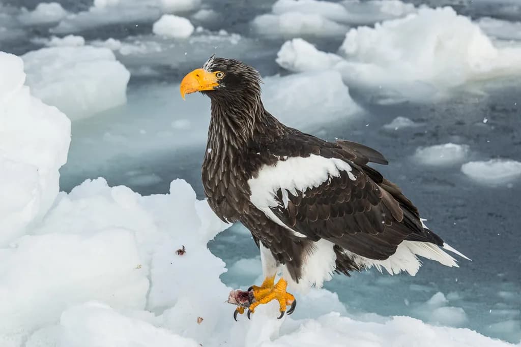 Steller Deniz Kartalı