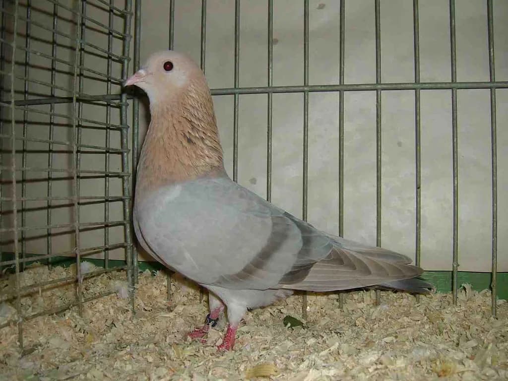 Arap Trompet