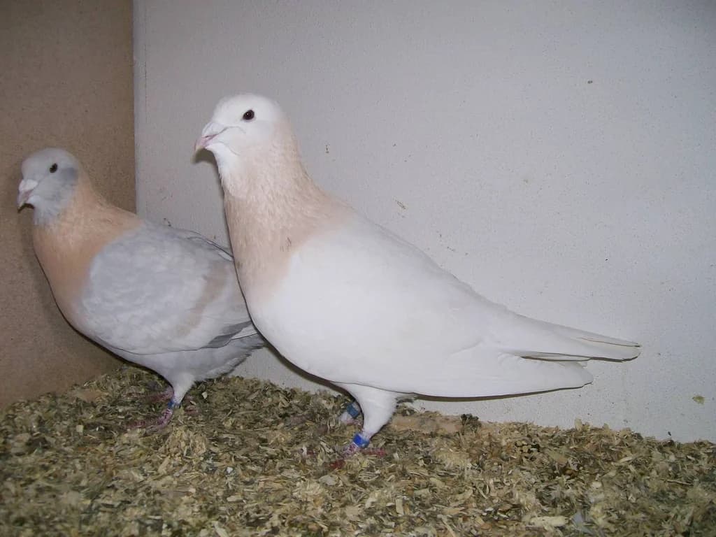 Basra Dewlap