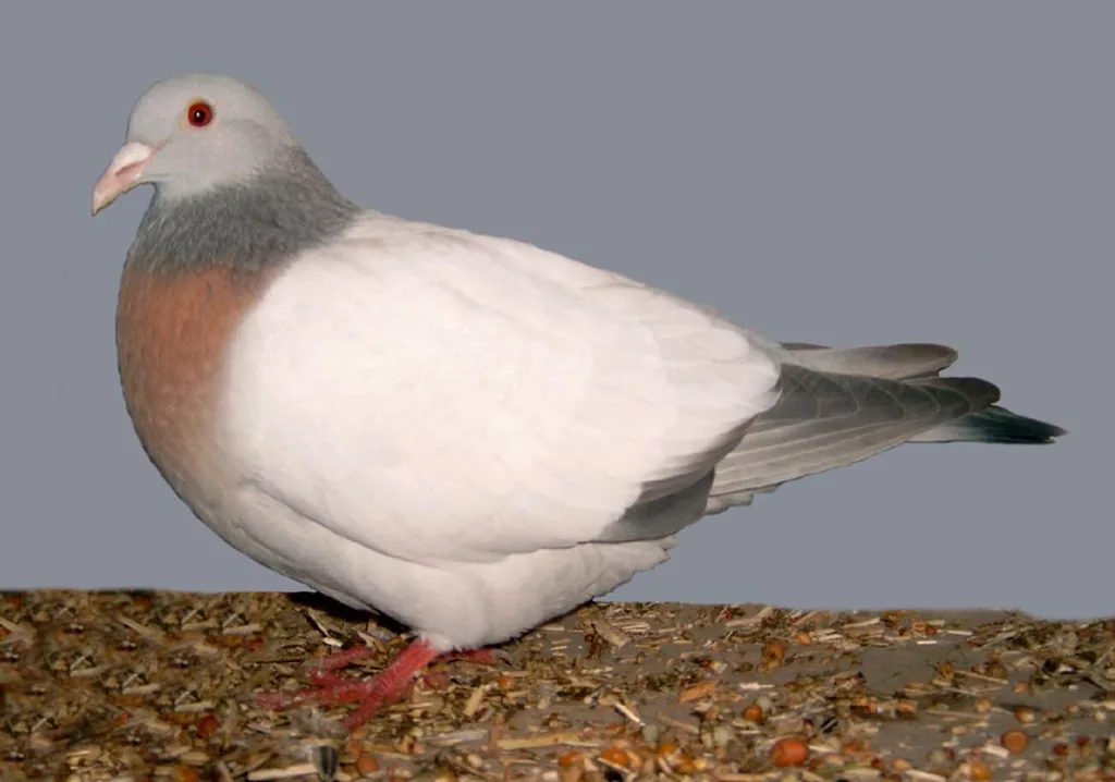 Coburg Tarlakuşu