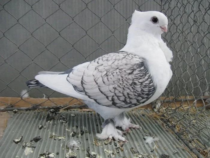 Dolapçı Güvercini