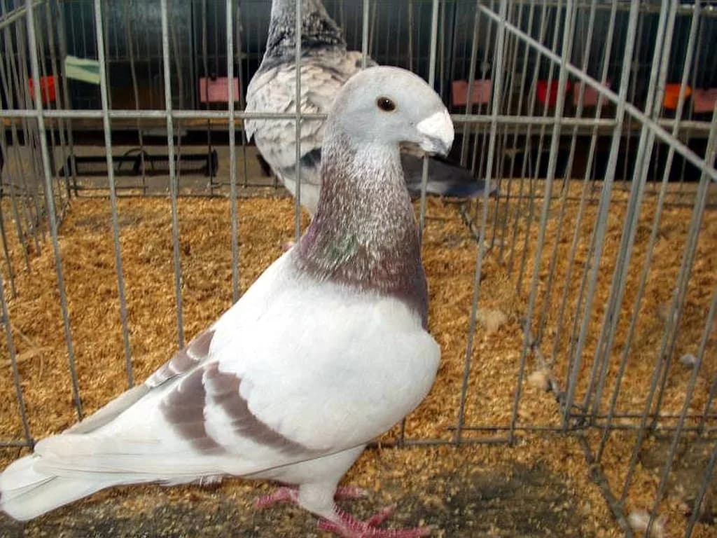 Alman Güzellik Posta Güvercini