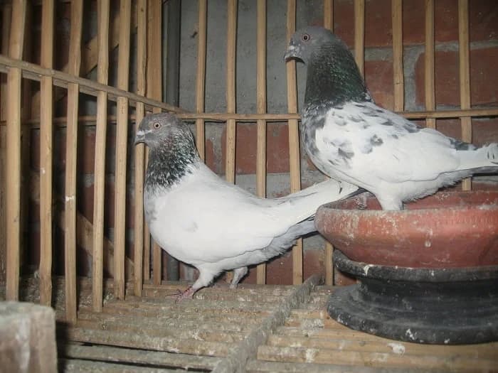 Hindistan Gola