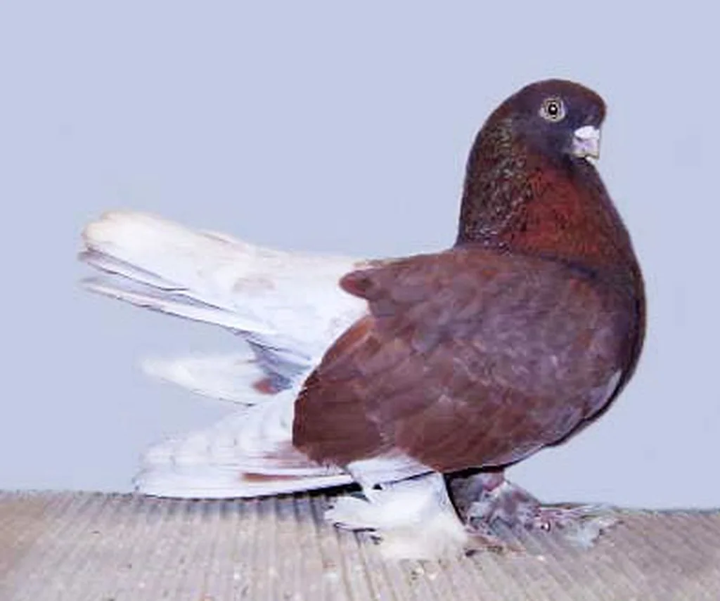 Kazan Taklacı