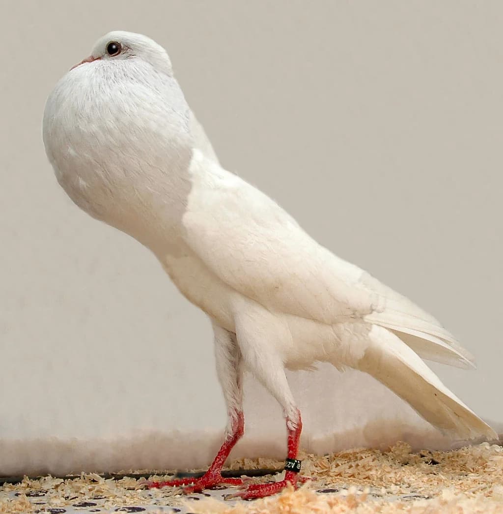 Leuven Pouter