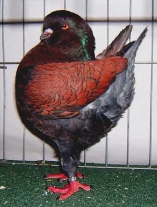 Modena Güvercini