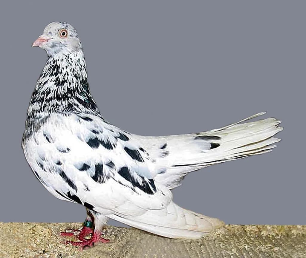 Oryantal Roller Güvercini