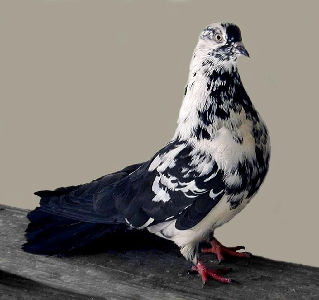 Polonya Kartal Güvercini