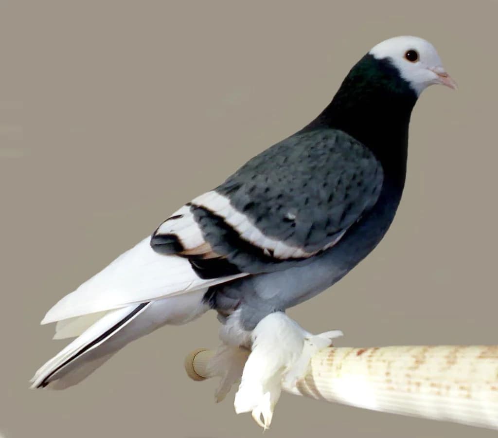 Saxon Güvercini