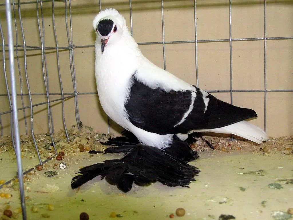 Sakson Peri Kırlangıç Güvercini