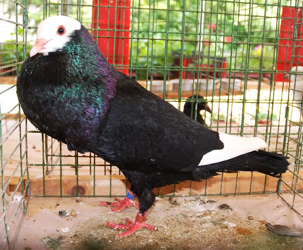 Slovak Cropper
