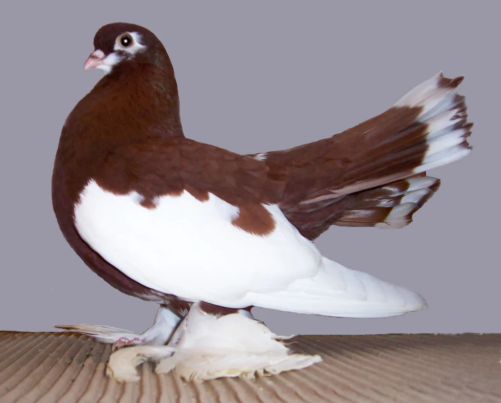 Suriye Sabuni Taklacı