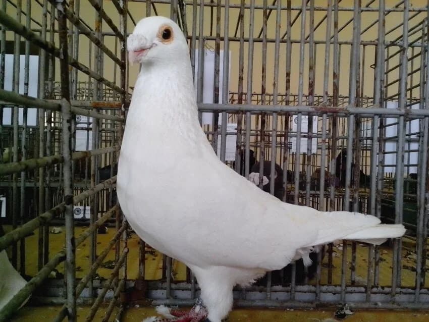 Viyana Orta Yüzlü Taklacı