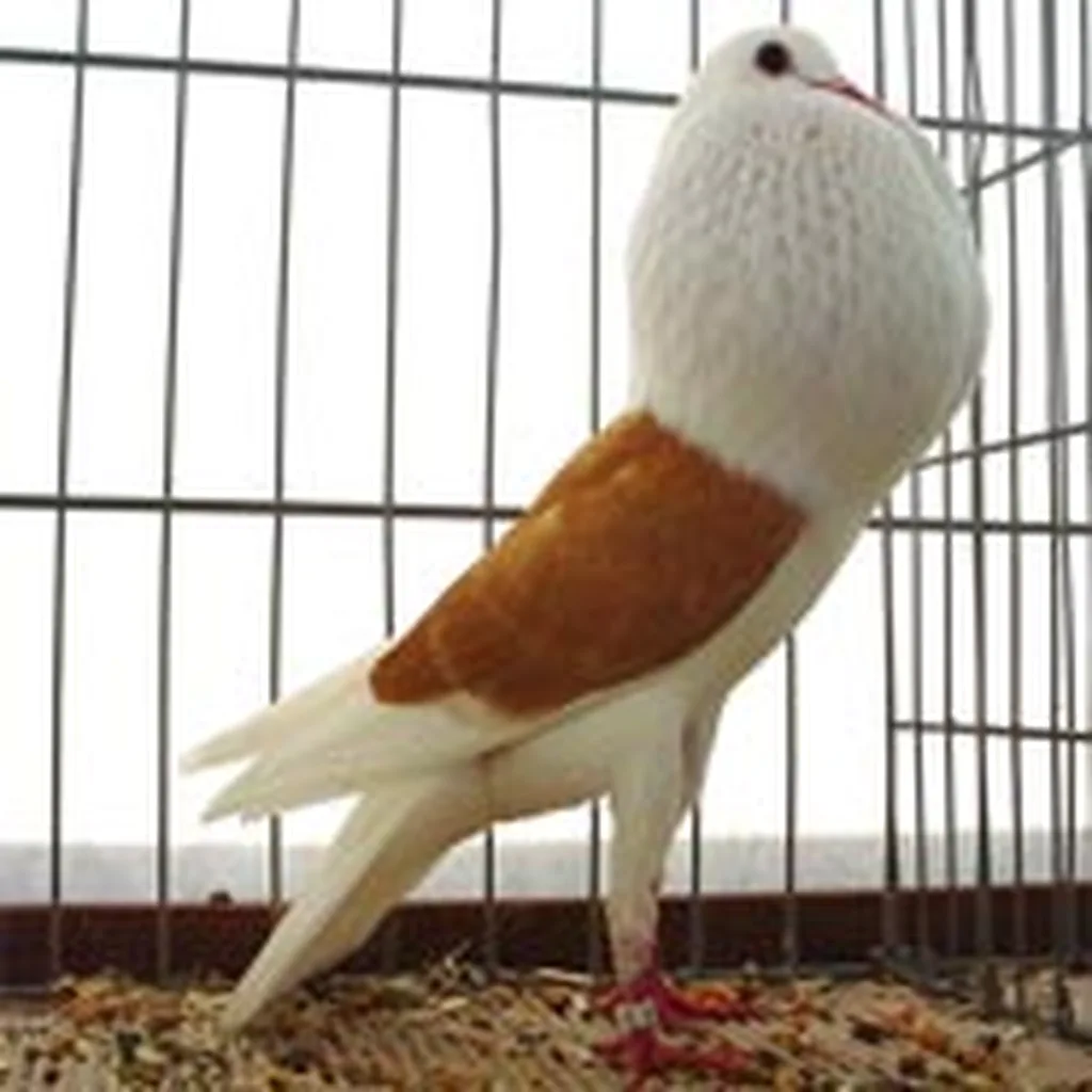 Voorburg Kalkanlı Cropper