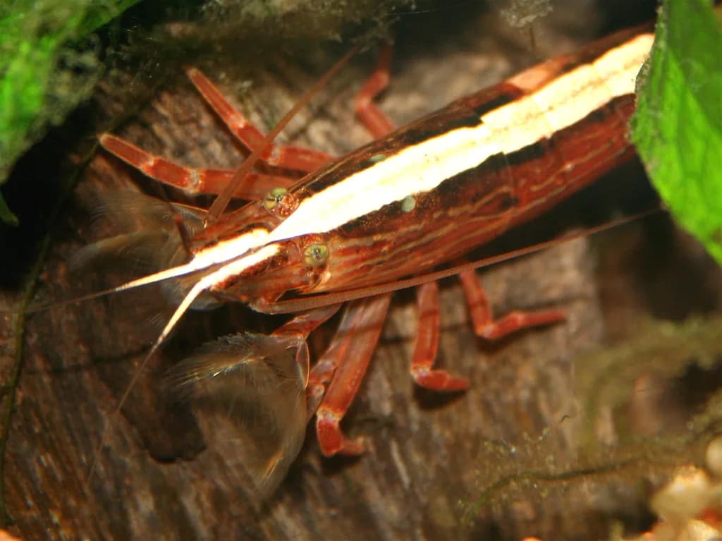 Bambu Karidesi