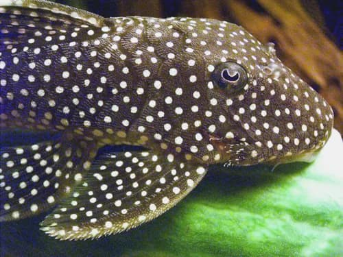 L177 Altın Külçe Pleco