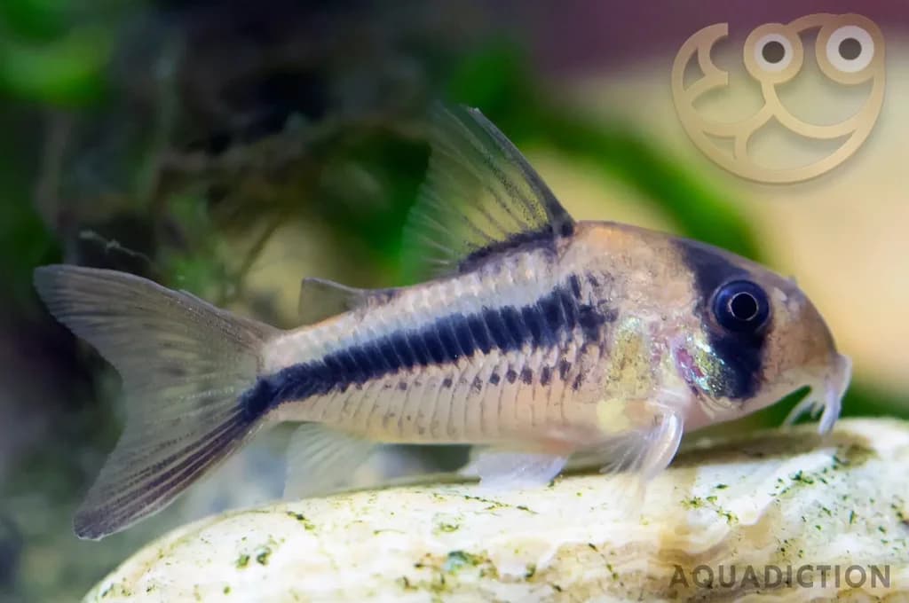 Axelrod Corydorası