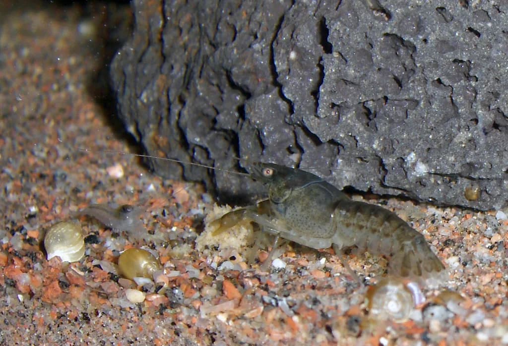 CPO Cambarellus