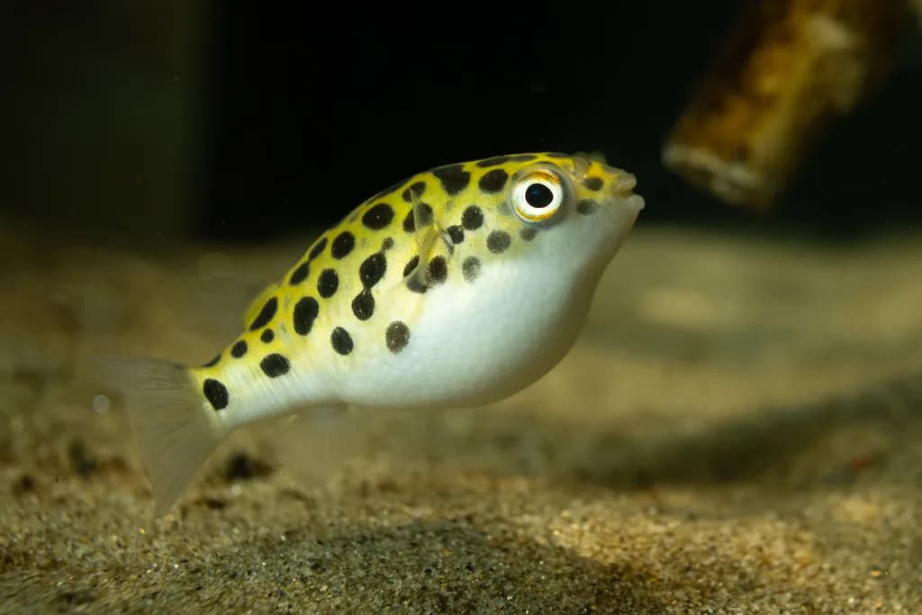 Yeşil Benekli Puffer