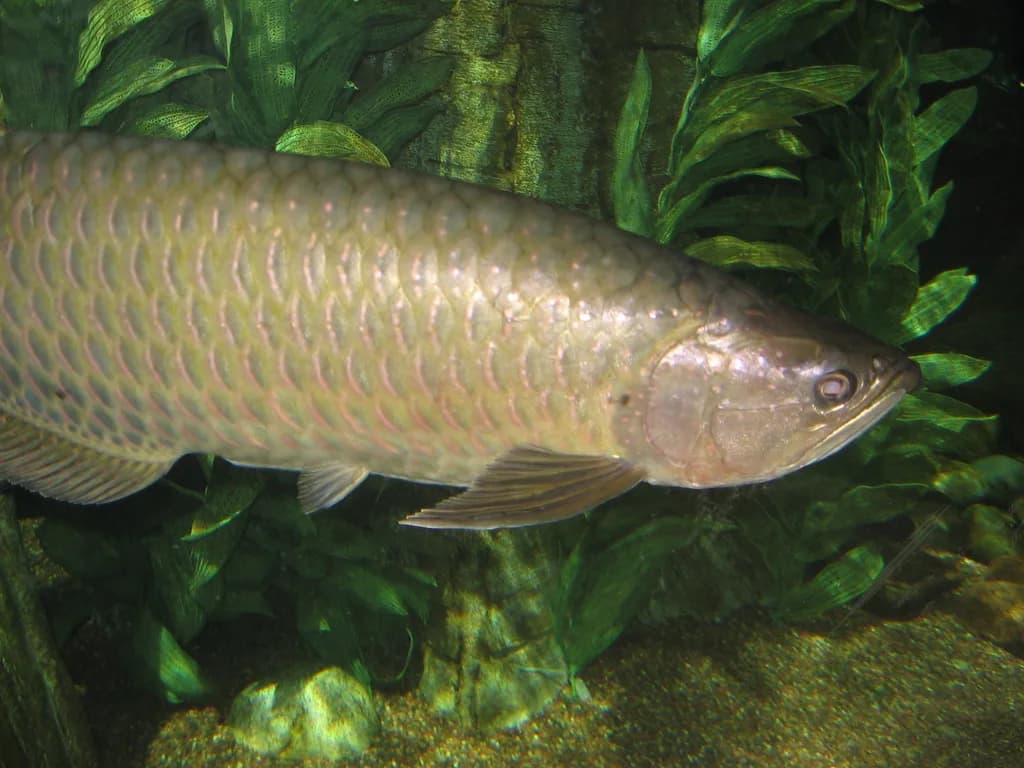 Jardini Arovanası