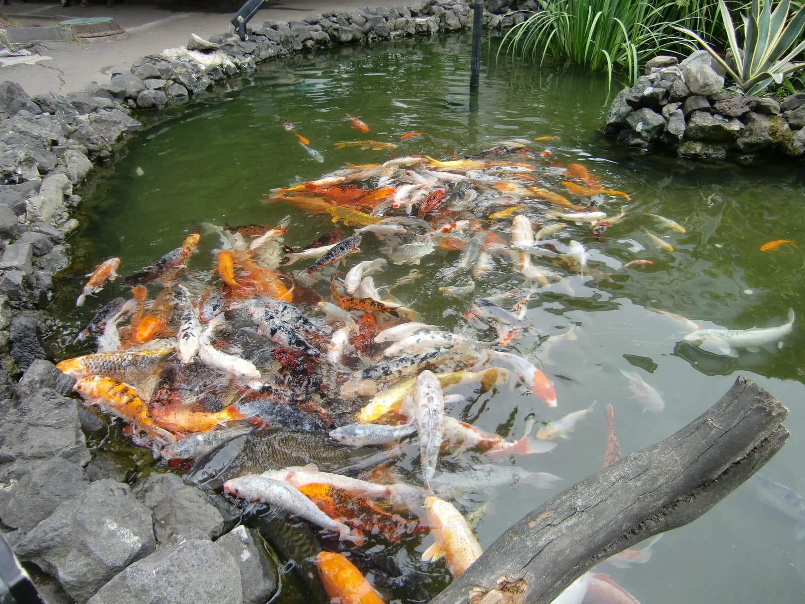 Koi