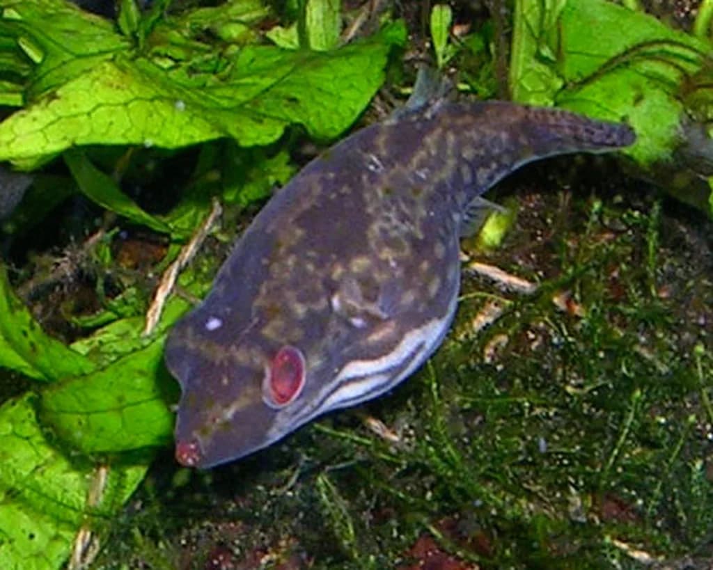 Kırmızı Gözlü Puffer