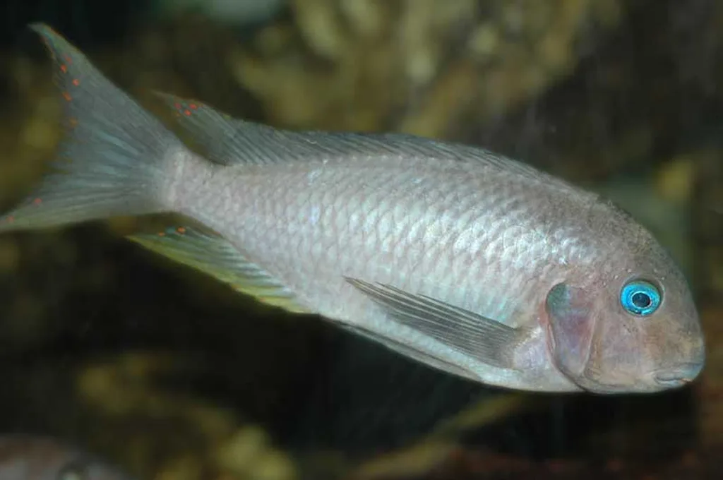 Tropheus Polli