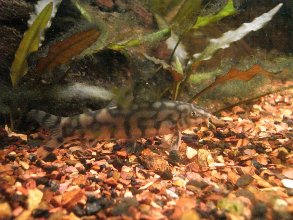 Yo-yo Loach