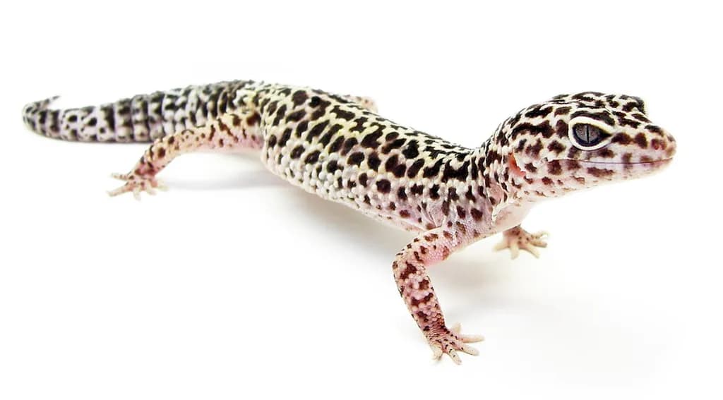 Leopar Geko
