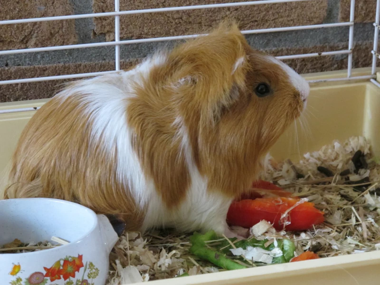 İki Renkli Ginepig