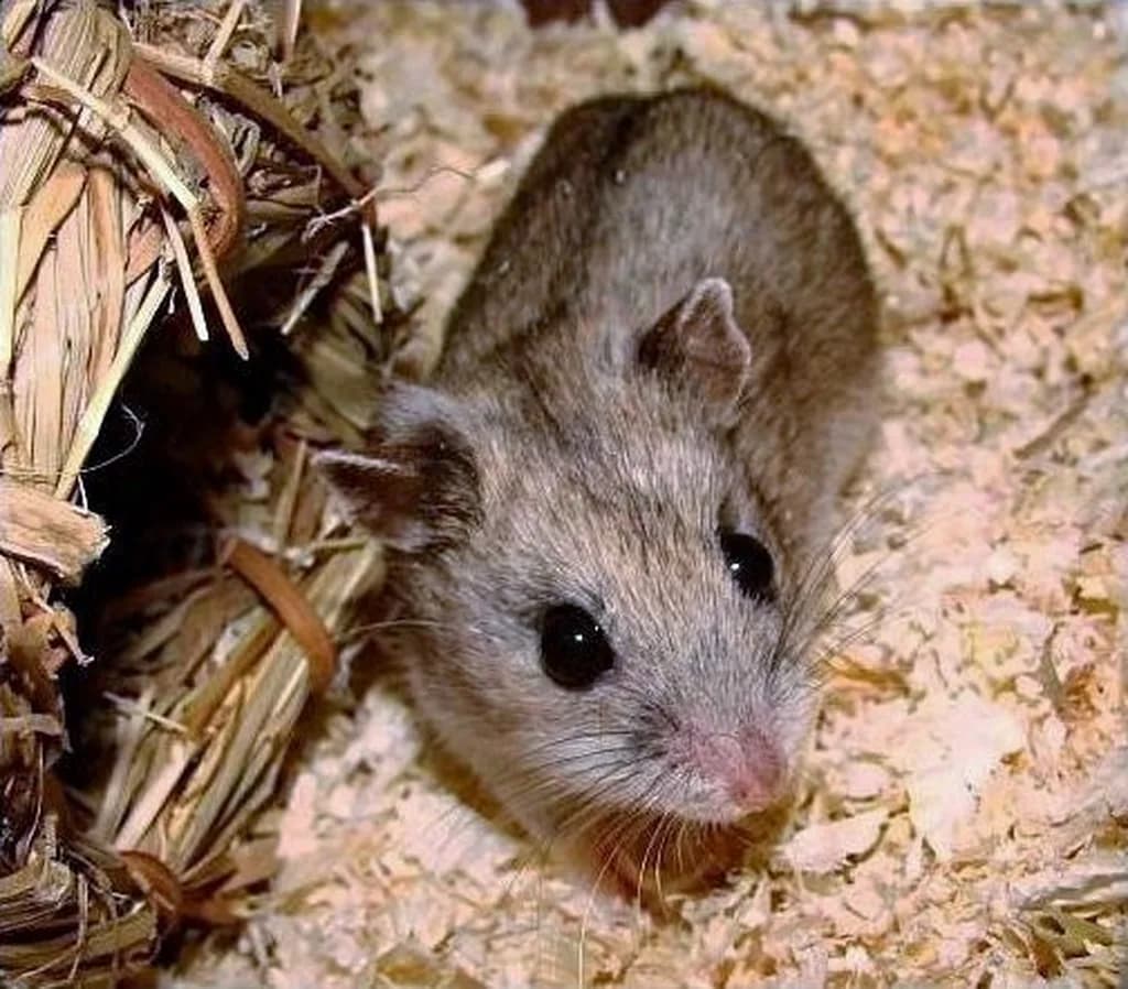 Çin Hamsteri