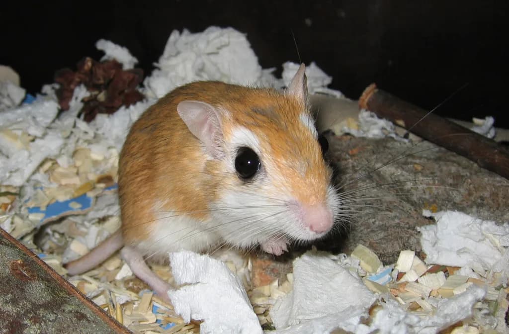 Soluk Gerbil