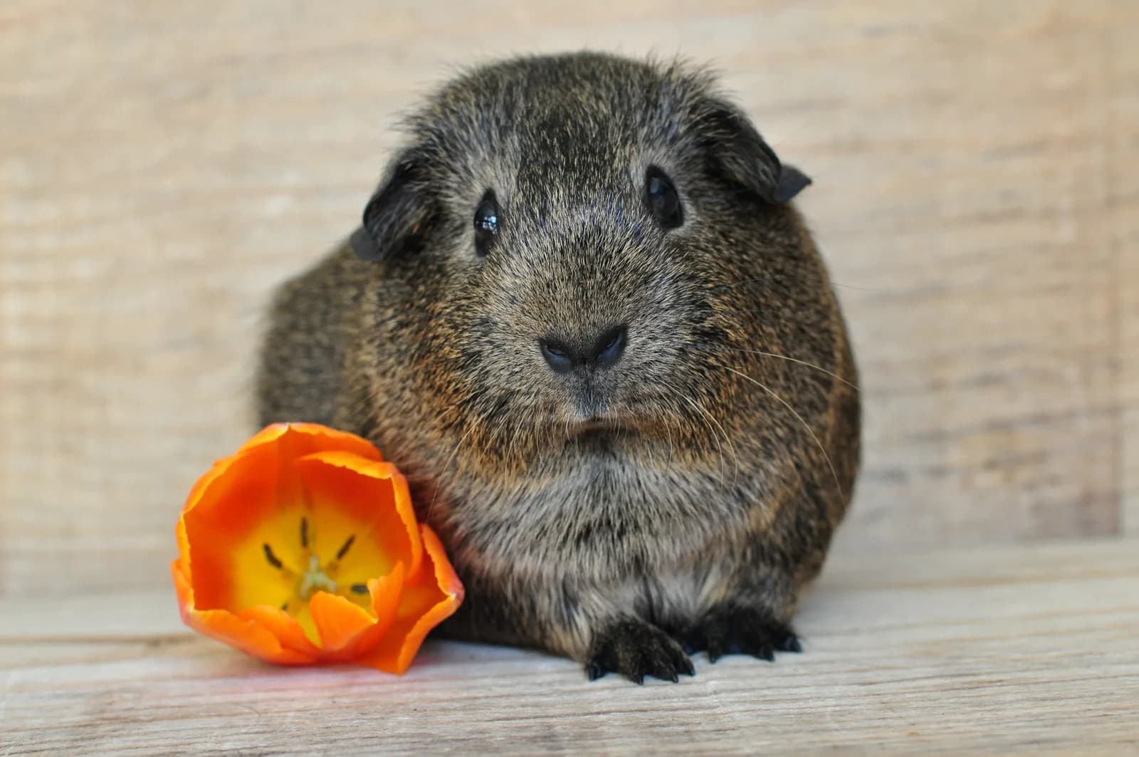 Teddy Ginepig