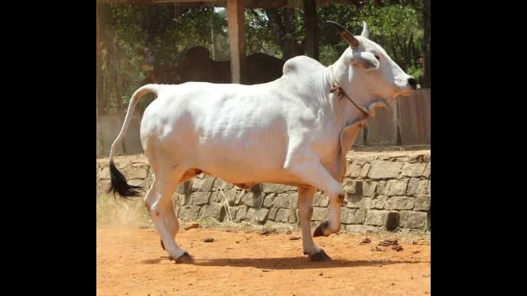 Adamawa Gudali Sığırı