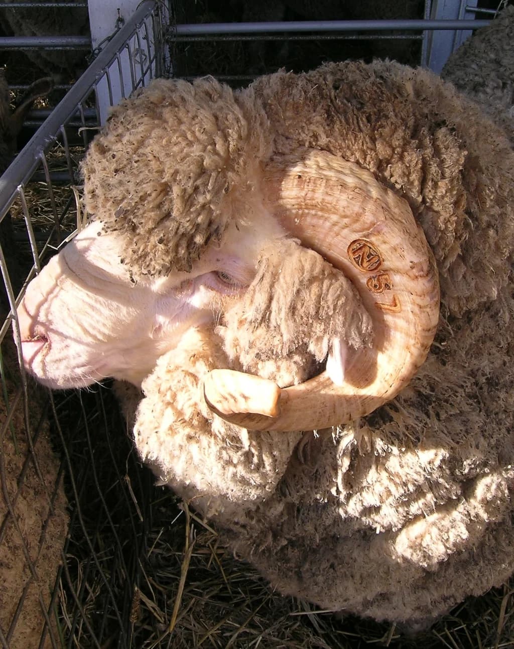 Arkhar-Merino Koyunu